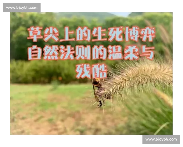 孤胆猛虎血战狼群生死博弈揭示自然法则的残酷真相与生存智慧较量
